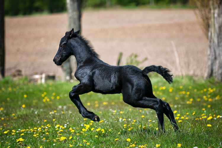 black horse running on grass field with flowers