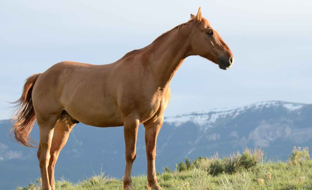 THE FOURTH SEAL: THE PALE HORSE OF&nbsp;DEATH